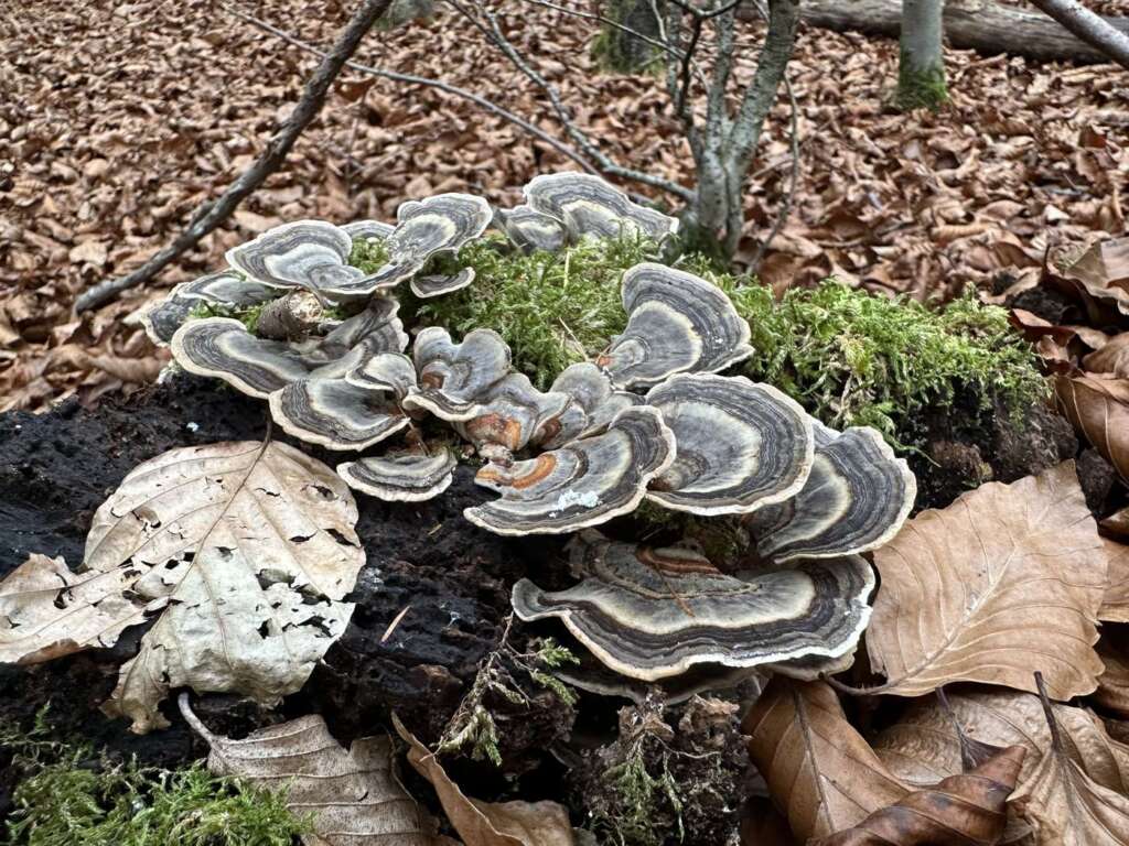Dachziegelig angeordnete, bunt gezonte Hüte