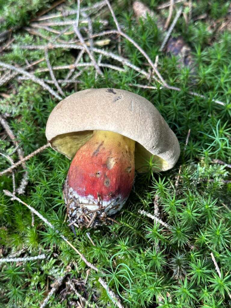 Stiel oben gelb, unten rot