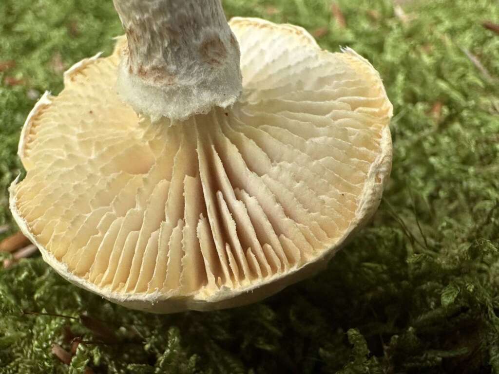 Gesägte Lamellen