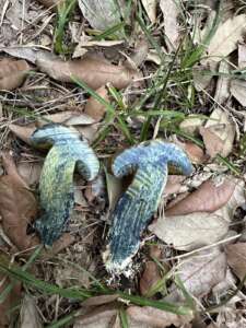 Schwarzblauender Röhrling