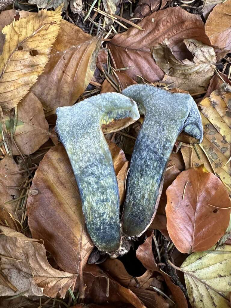 Schnittfläche schwarzblau