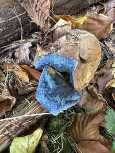 Schwarzblauender Röhrling