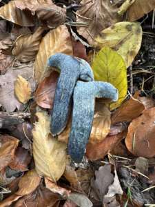 Schwarzblauender Röhrling