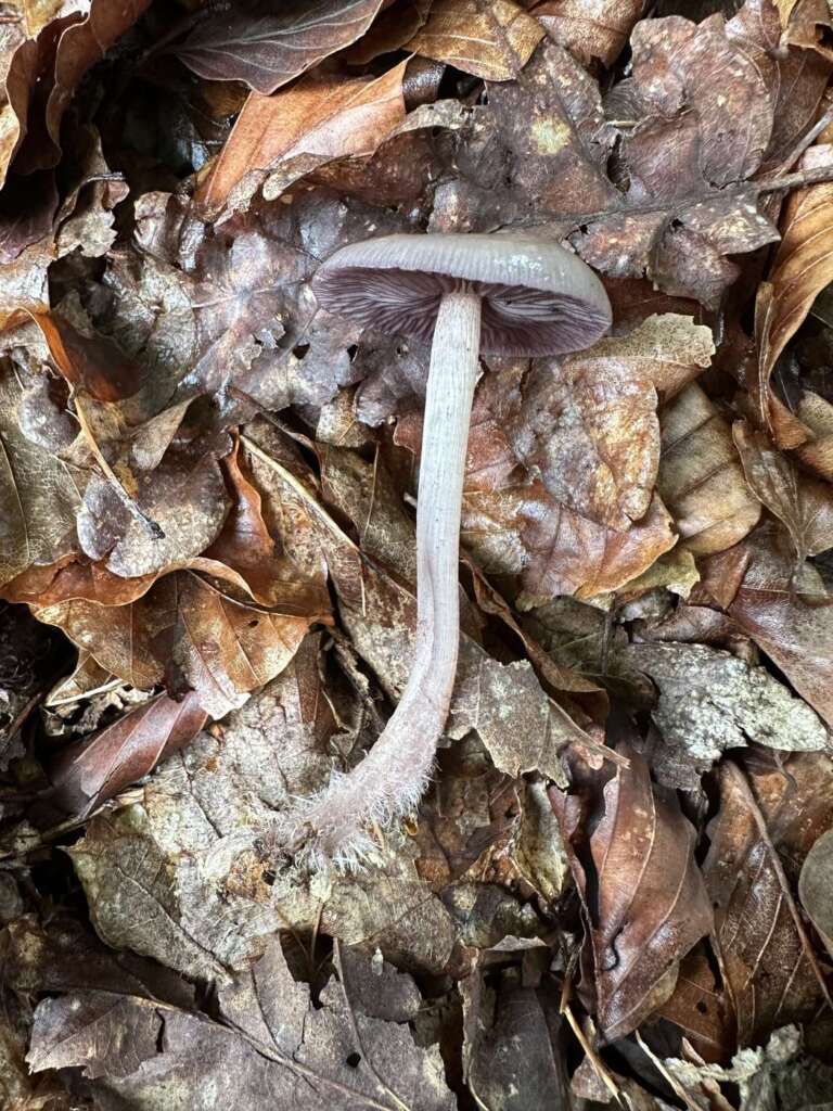 Fruchtkörper