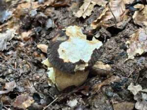 Schwarzhütiger Steinpilz