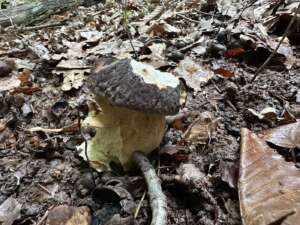 Schwarzhütiger Steinpilz