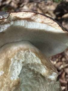 Schwarzhütiger Steinpilz