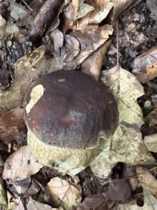 Schwarzhütiger Steinpilz