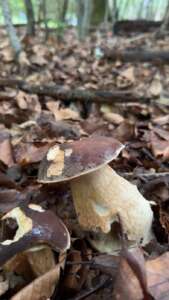 Schwarzhütiger Steinpilz