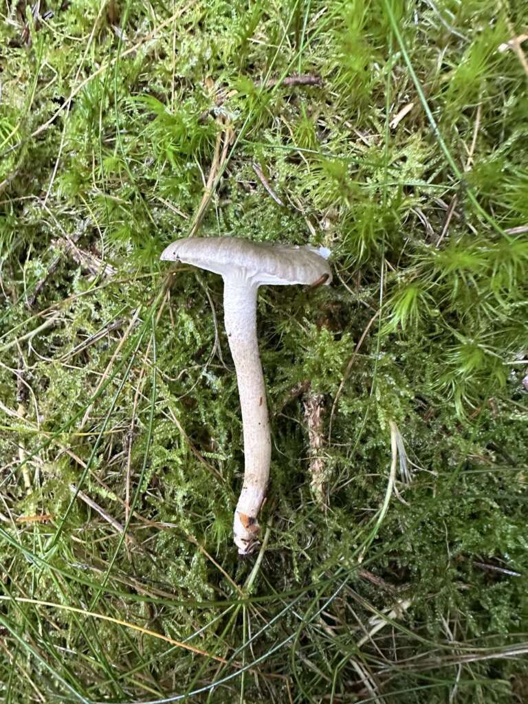 Fruchtkörper im Nadelwald