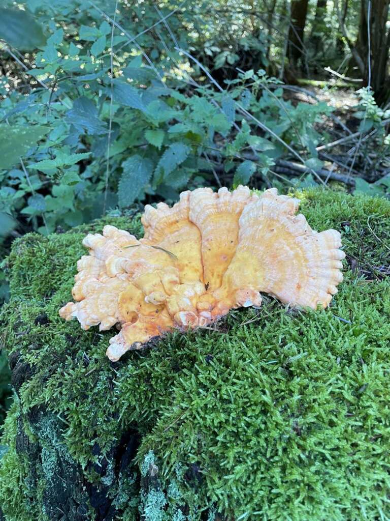 Orangegelbe Oberseite
