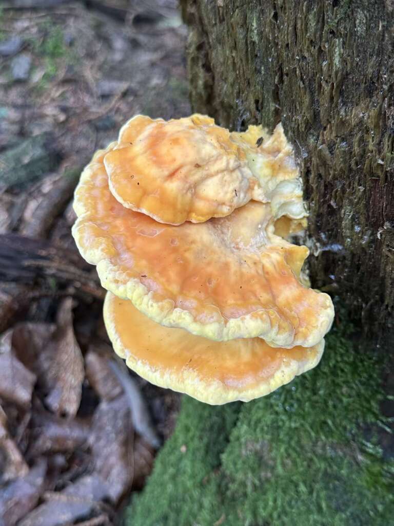Schwefelgelbe Konsolen