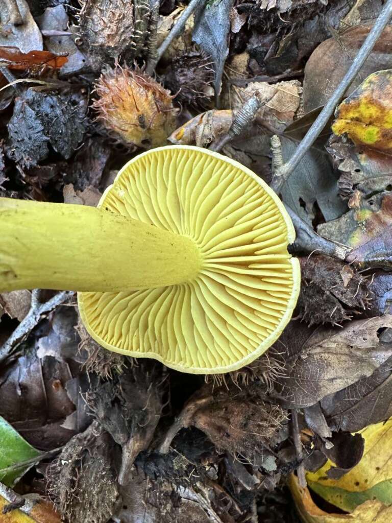 Gelbe, entfernt stehende Lamellen