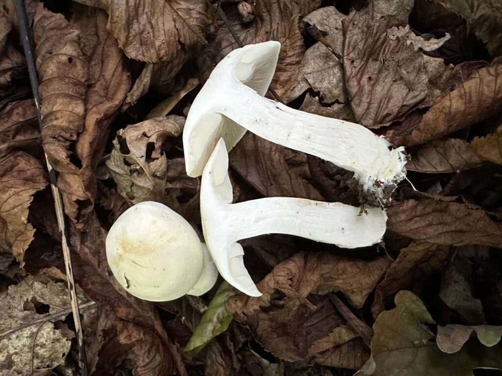 Mehrere Fruchtkörper