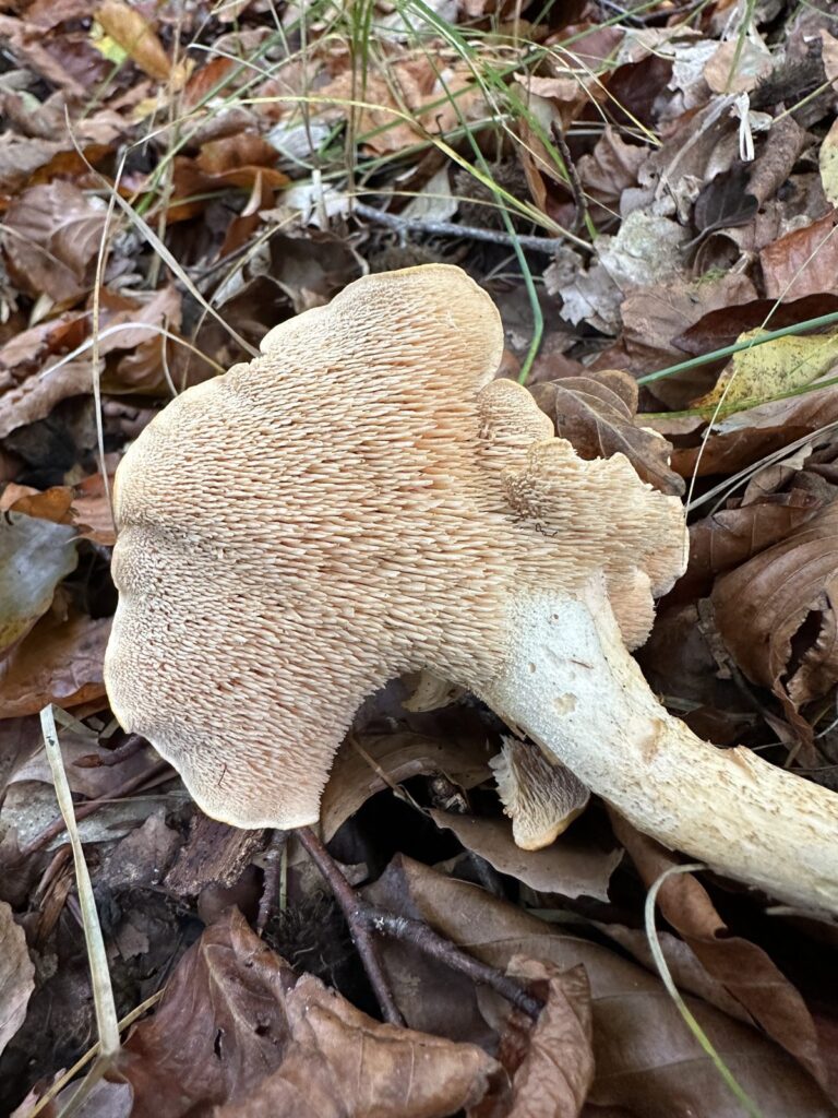 Stacheln an der Hutunterseite