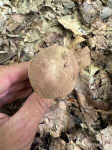 Sommersteinpilz