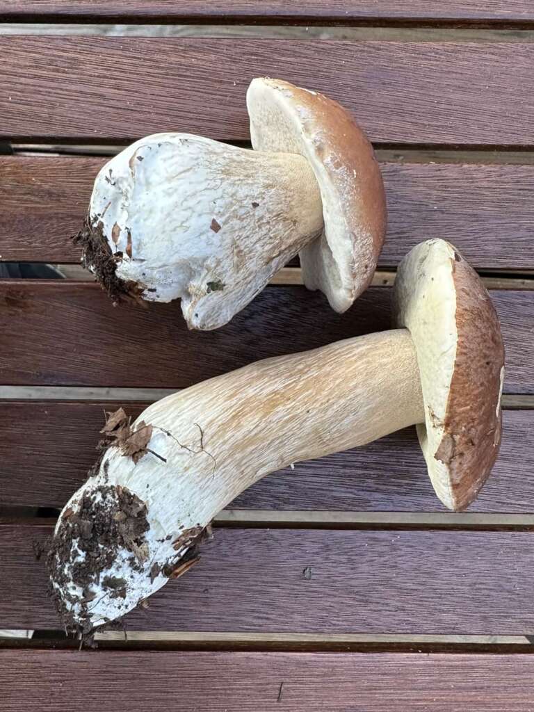 Zwei Fruchtkörper