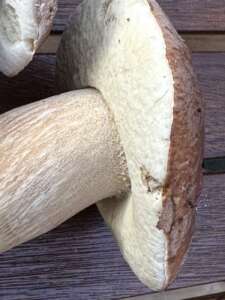Sommersteinpilz