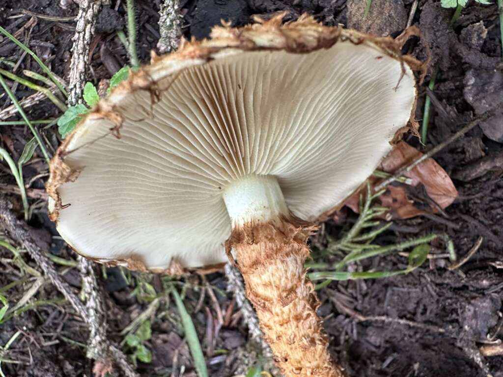 Lamellen