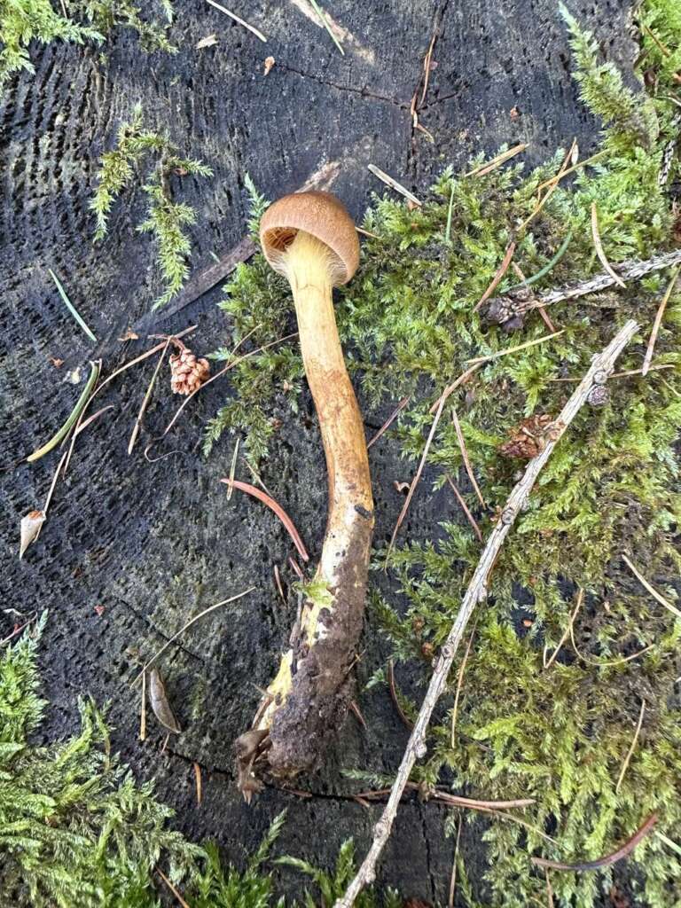 Fruchtkörper mit gelb gegürteltem Stiel