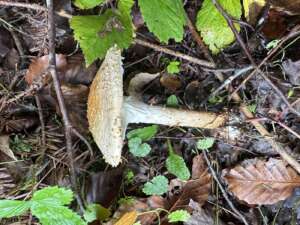 Spitzschuppiger Stachelschirmling