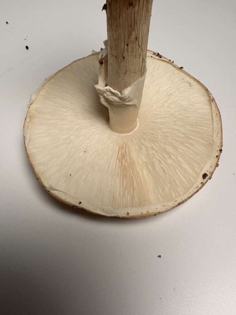 Dicht stehende, freie Lamellen