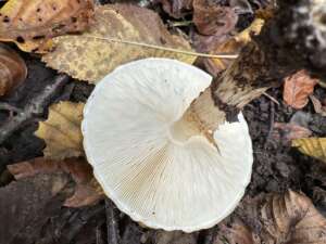 Spitzschuppiger Stachelschirmling