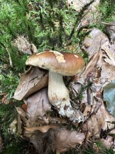Gemeiner Steinpilz