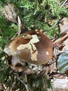 Gemeiner Steinpilz