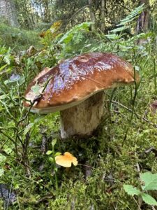 Gemeiner Steinpilz