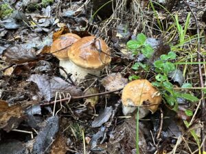 Gemeiner Steinpilz