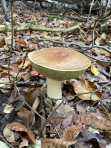 Gemeiner Steinpilz