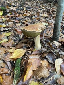Gemeiner Steinpilz