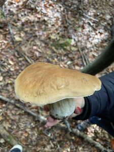 Gemeiner Steinpilz