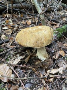 Gemeiner Steinpilz