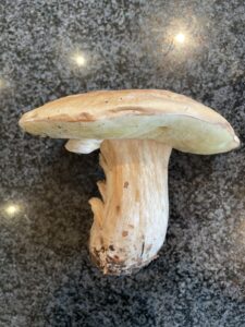 Gemeiner Steinpilz