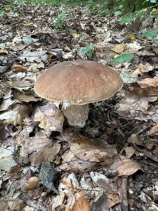 Gemeiner Steinpilz