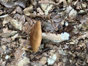 Gemeiner Steinpilz