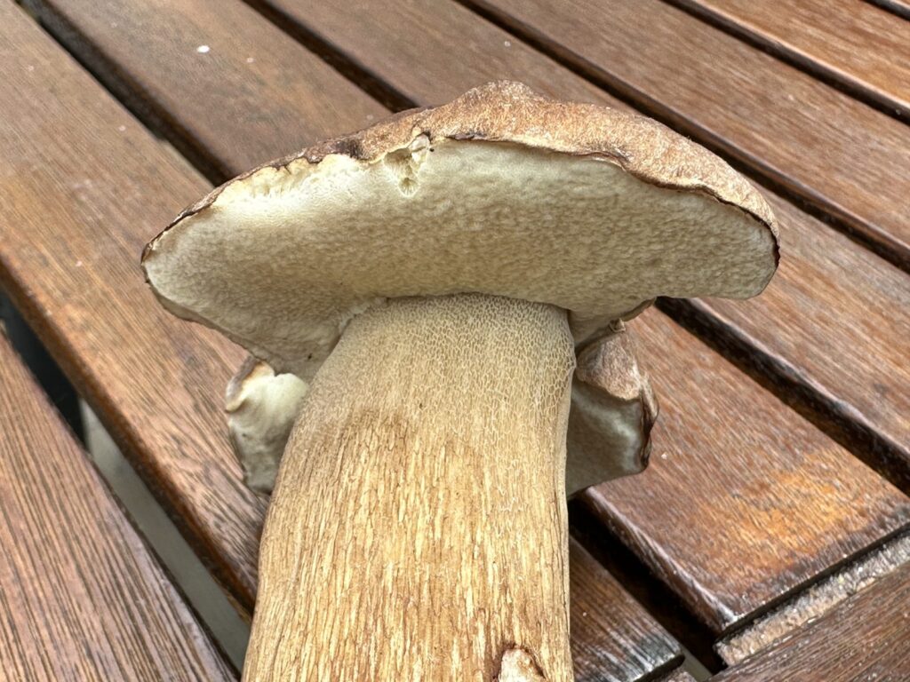 Stiel mit Netzzeichnung