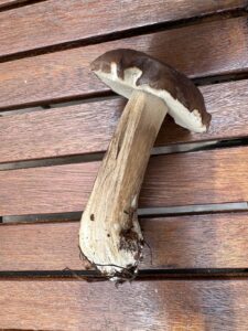 Gemeiner Steinpilz