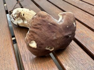 Gemeiner Steinpilz