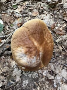 Gemeiner Steinpilz