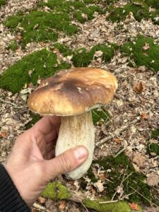 Gemeiner Steinpilz