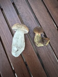 Gemeiner Steinpilz