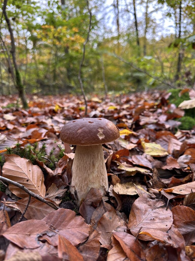 Fruchtkörper im Buchenlaub