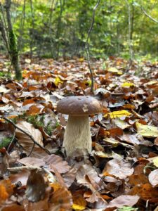 Gemeiner Steinpilz