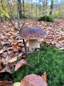 Gemeiner Steinpilz
