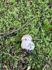 Gemeiner Steinpilz