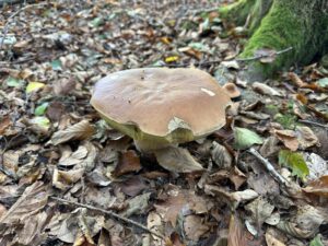 Gemeiner Steinpilz