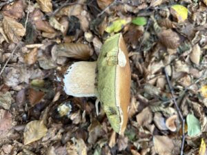 Gemeiner Steinpilz